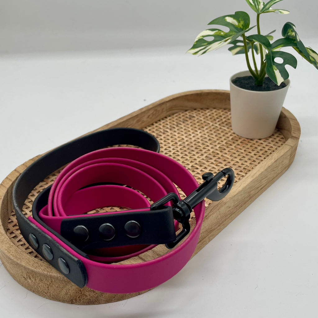 Laisse en biothane bicolore pour petit chien