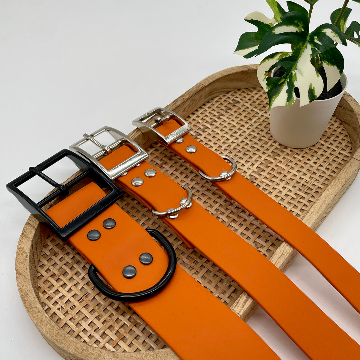Collier personnalisé en Biothane pour chien