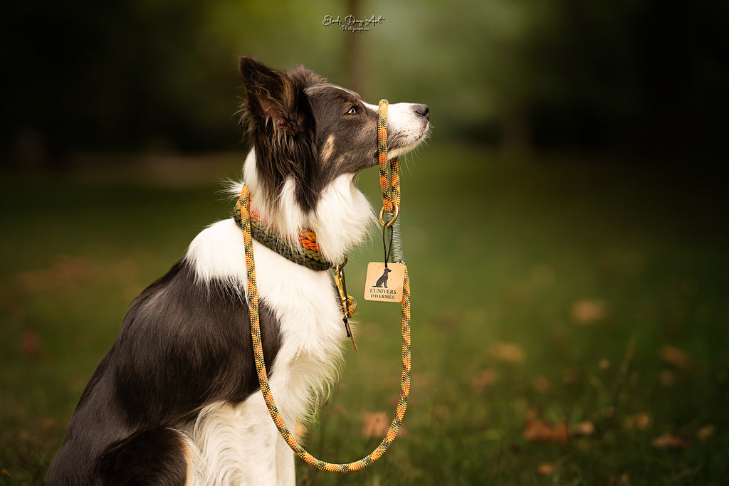 Collier paracorde pour chien tressage "Finlande" - Edition Limitée