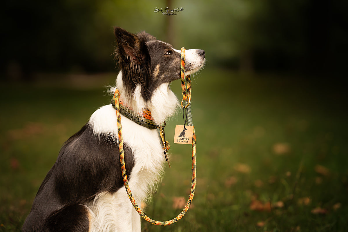 Collier paracorde pour chien tressage "Finlande" - Edition Limitée