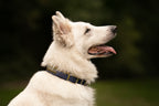 Collier paracorde pour chien tressage "Norvège" - Edition Limitée