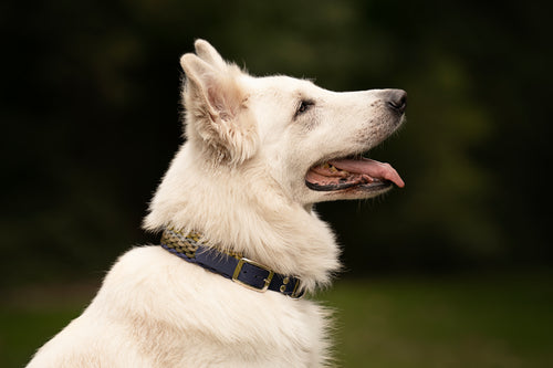 Collier paracorde pour chien tressage "Norvège" - Edition Limitée