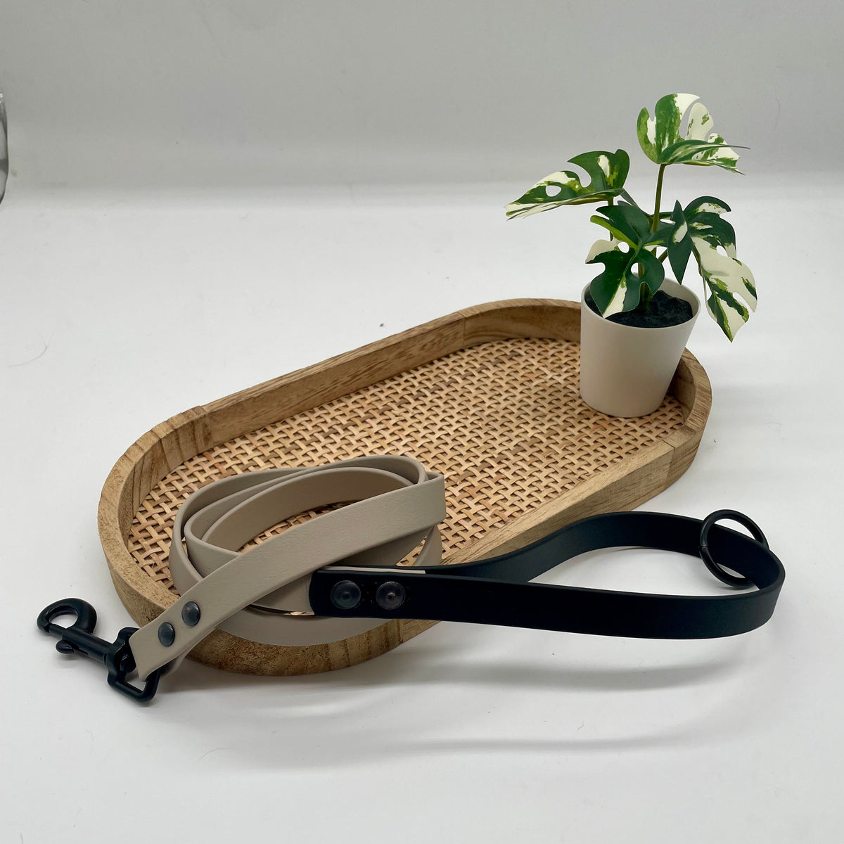 Laisse en biothane bicolore pour petit chien