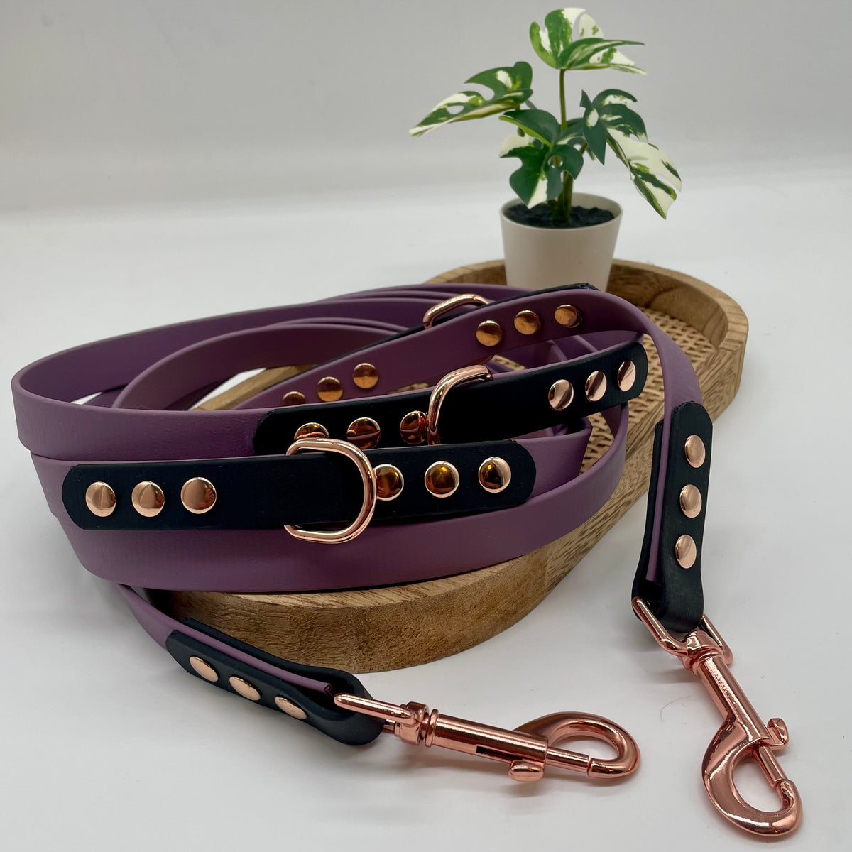 Laisse en biothane 3 points pour chien