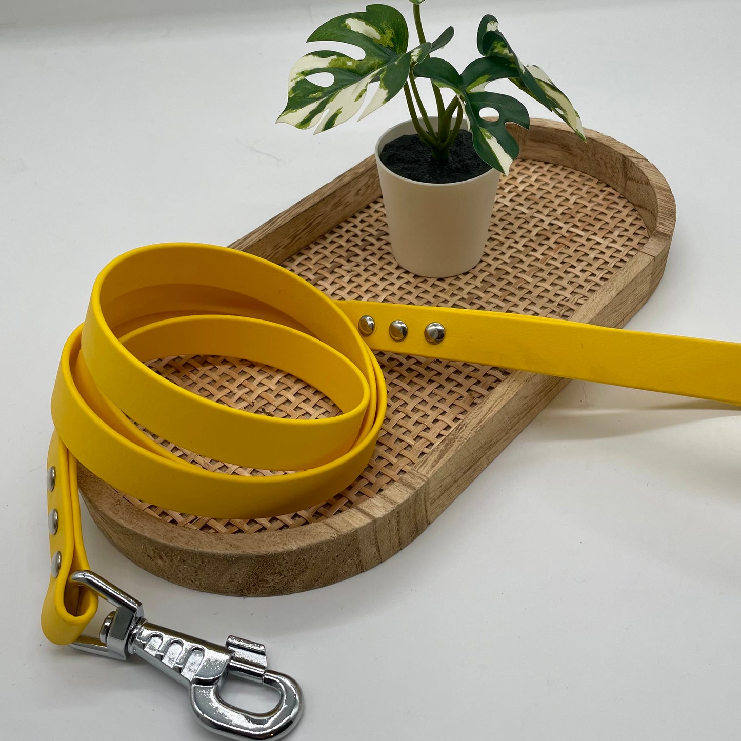 Laisse en Biothane mono couleur