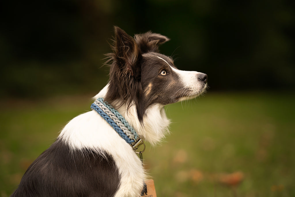 Collier paracorde pour chien tressage "Prêt à partir" - Halifax