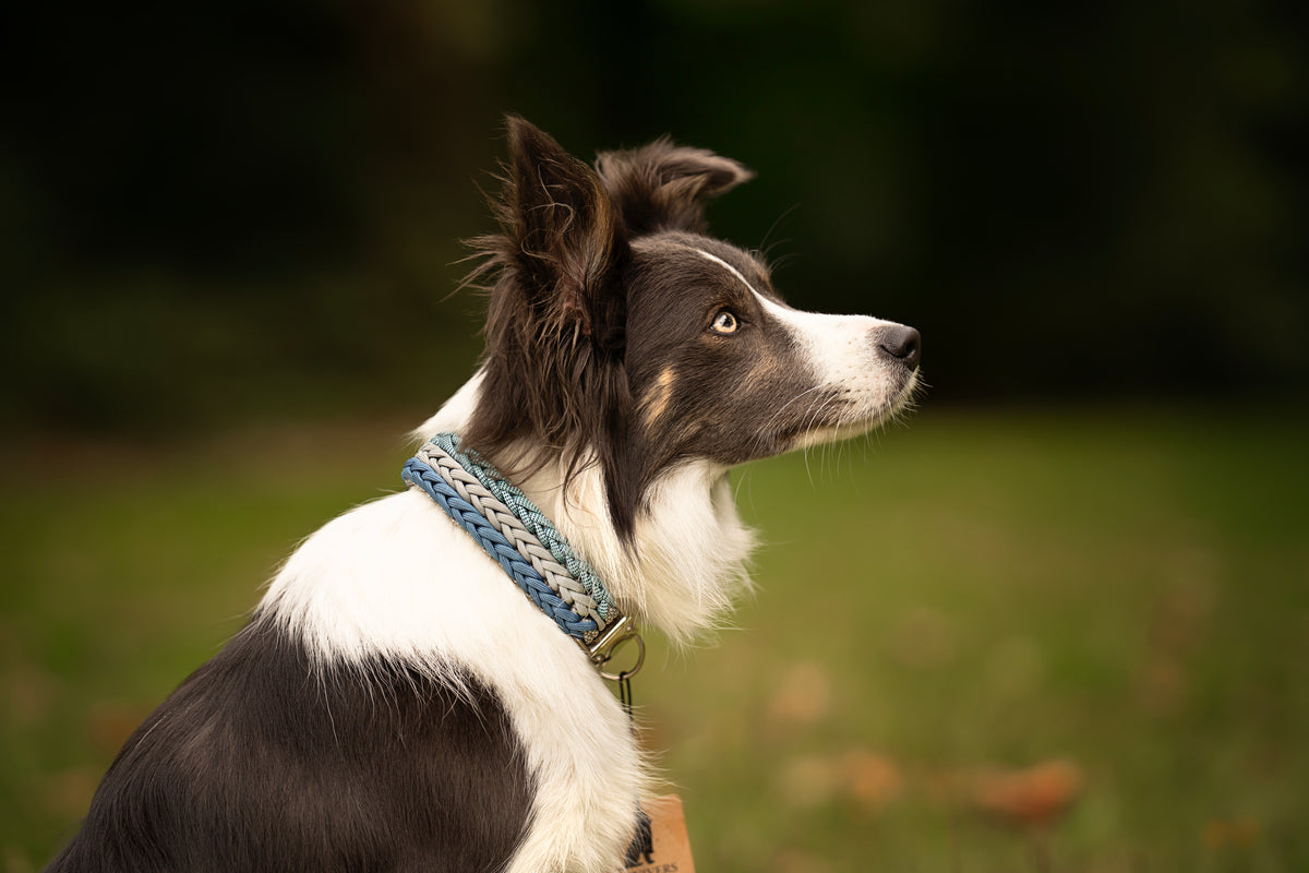 Collier paracorde pour chien tressage "Prêt à partir" - Halifax