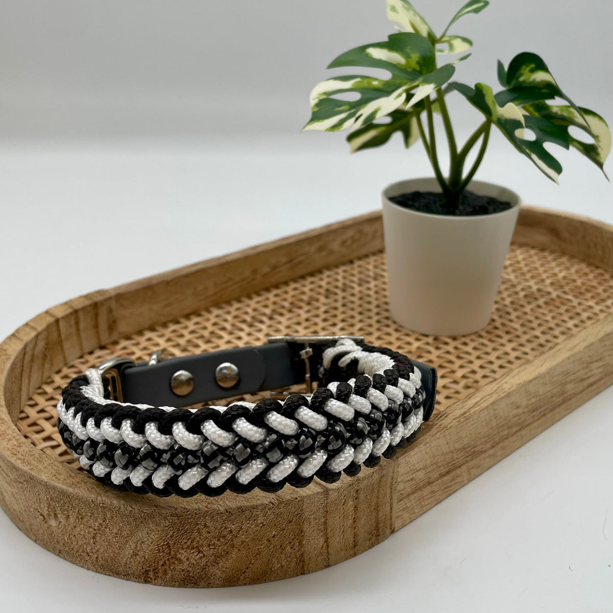 Collier paracorde pour chien tressage "Prêt à partir" - Milan Mini