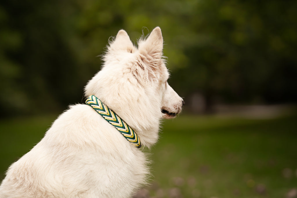 Collier personnalisé en Paracorde pour chien