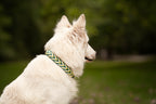 Collier personnalisé en Paracorde pour chien