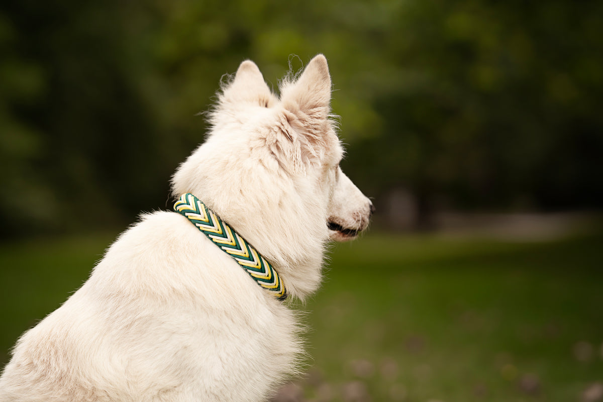 Collier personnalisé en Paracorde pour chien