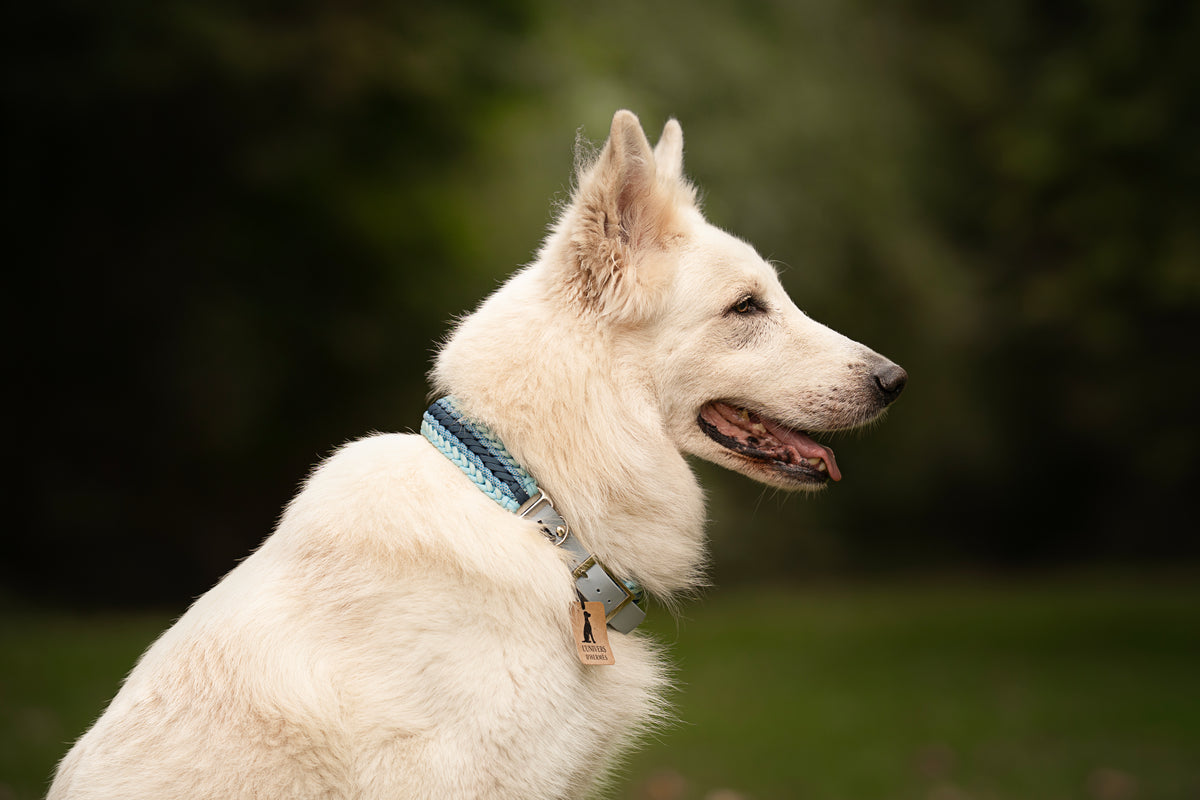Collier personnalisé en Paracorde pour chien