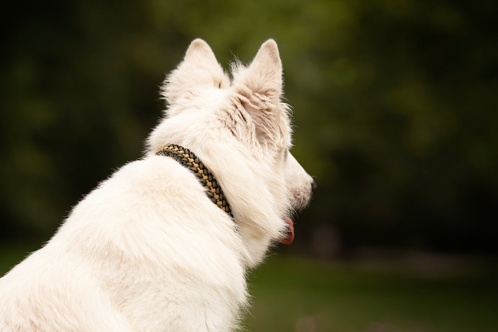 Collier personnalisé en Paracorde pour chien