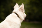 Collier personnalisé en Paracorde pour chien