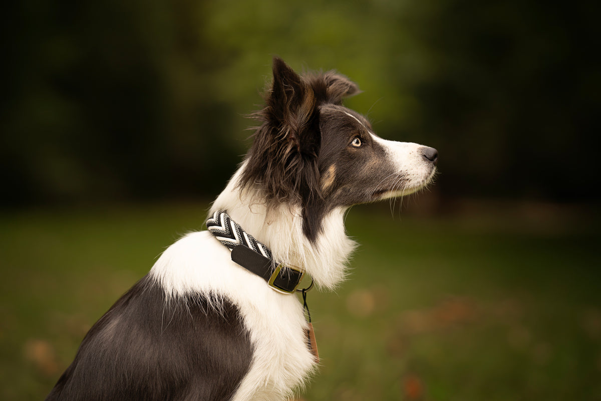Collier personnalisé en Paracorde pour chien