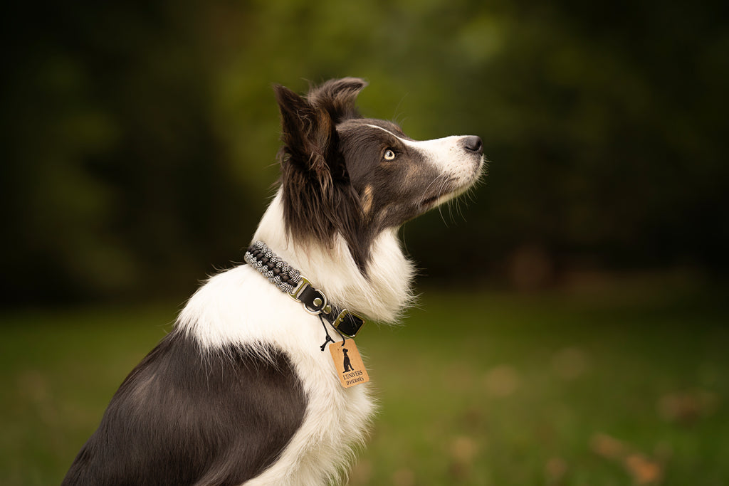 Collier personnalisé en Paracorde pour chien