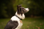 Collier personnalisé en Paracorde pour chien