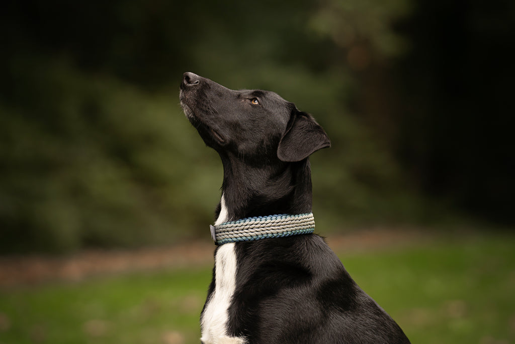 Collier personnalisé en Paracorde pour chien