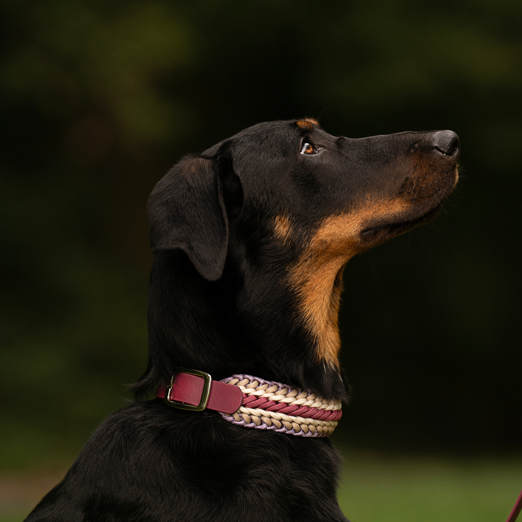 Collier personnalisé en Paracorde pour chien