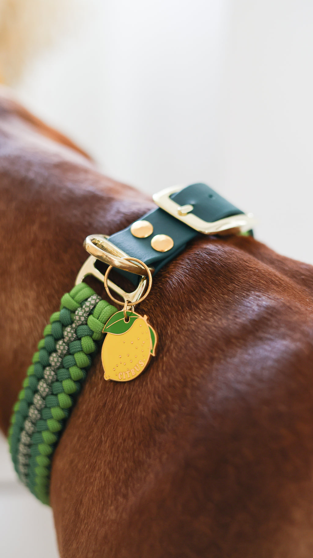 Collier paracorde pour chien tressage "Irlande"