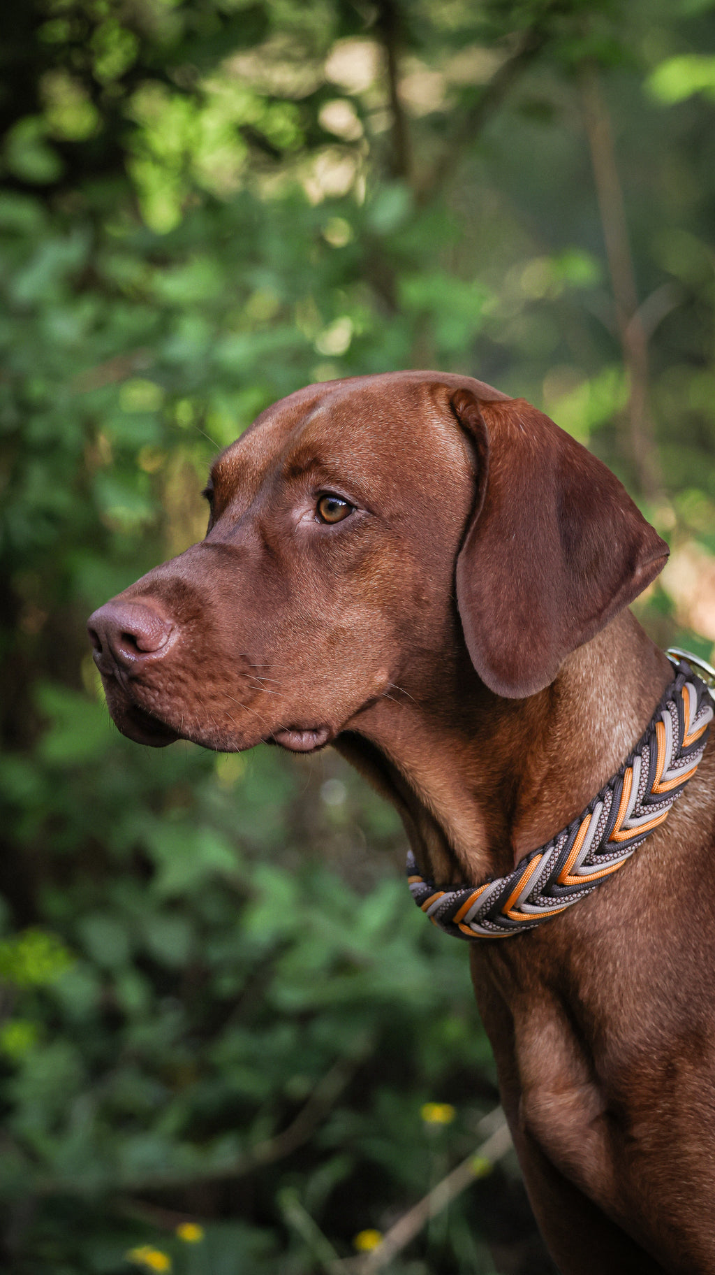 Collier personnalisé en Paracorde pour chien