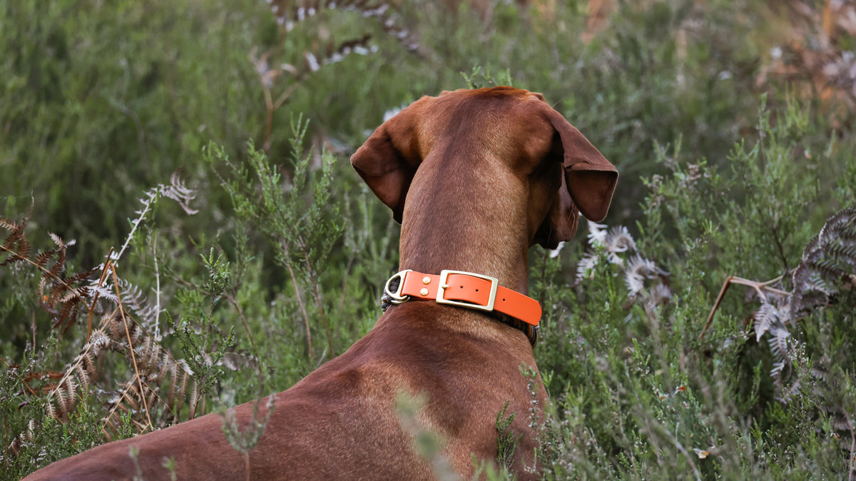 Collier paracorde pour chien tressage "Suisse"