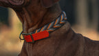 Collier paracorde pour chien tressage "Suisse"