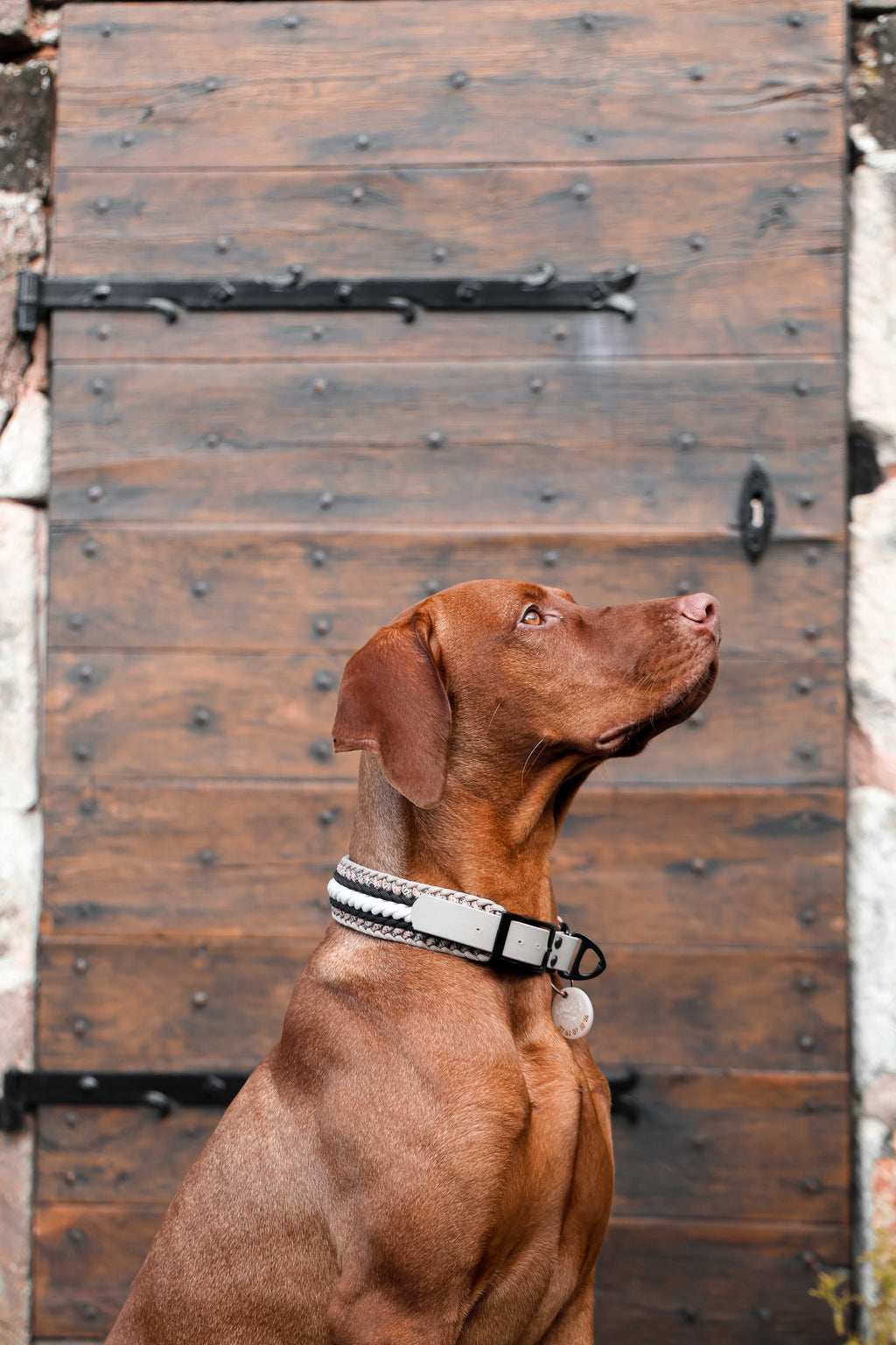 Collier paracorde pour chien tressage "Pays-Bas"